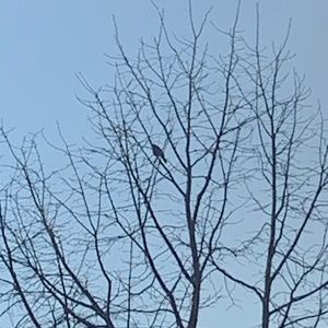 Meet your Posher, Santhosh